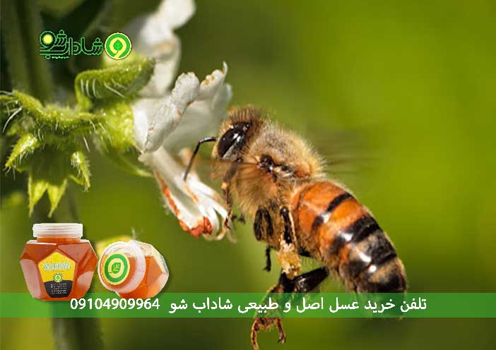 خرید عسل چهل گیاه