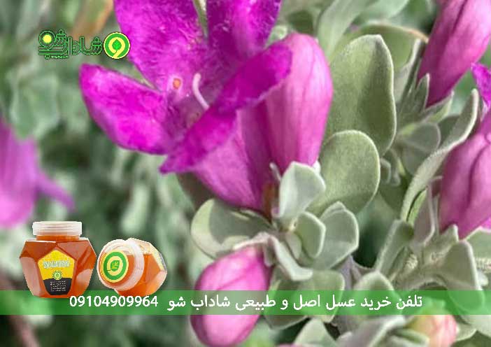 قرص مریم گلی برای پوست