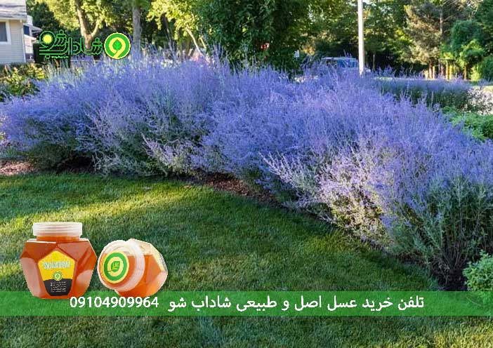 خواص عسل مریم گلی برای پوست