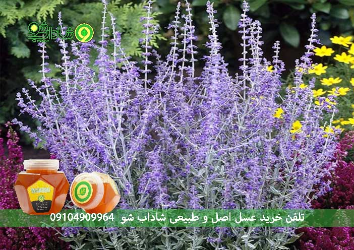 خواص مریم گلی برای لاغری