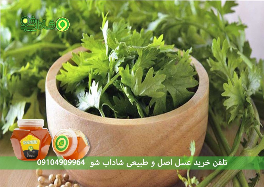 گیاه گشنیز