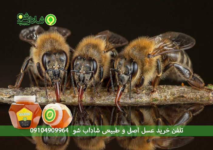 خواص عسل گون برای معده