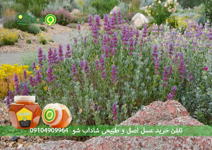 خواص ترکیبی عسل و روغن مریم گلی