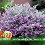 خواص و مزایای روغن مریم گلی