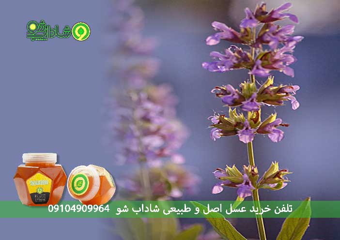 روغن مریم گلی برای چی خوبه؟