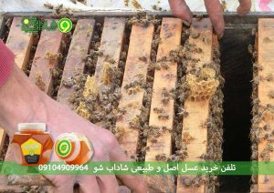 چگونه عسل آویشن طبیعی را تشخیص دهیم