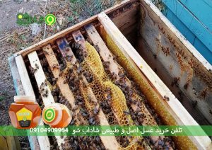 خرید بهترین عسل طبیعی در ایران