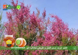 نکات مهم برای خرید عسل انگبین اصل