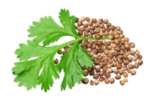 خواص گشنیز در طب اسلامی
